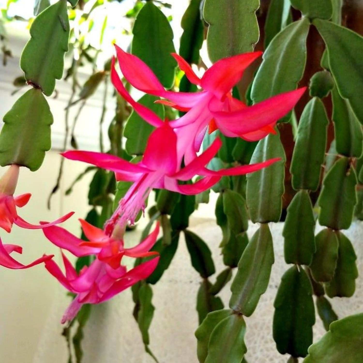 Pink True Christmas Cactus Plant, 4 Inch Pot Holiday Succulent, Rare Perennial Pink Christmas Cactus Live Plant, 4 to 6 Inch Tall Flower Plants for Indoor Garden, Hanging Basket, No Pot