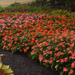Impatiens Plant Live, Random Colors Plant, Impatiens Flower Plants, 3-5" Perennial Impatien for Planting Outdoors