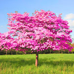 Dormant Dogwood Tree Live Plant, 9 Months Old 6-12 Inch Tall in Quart Pot, Dogwood Tree Potted, Perennial, Well Rooted Plants, Cold Hardy (Pink)