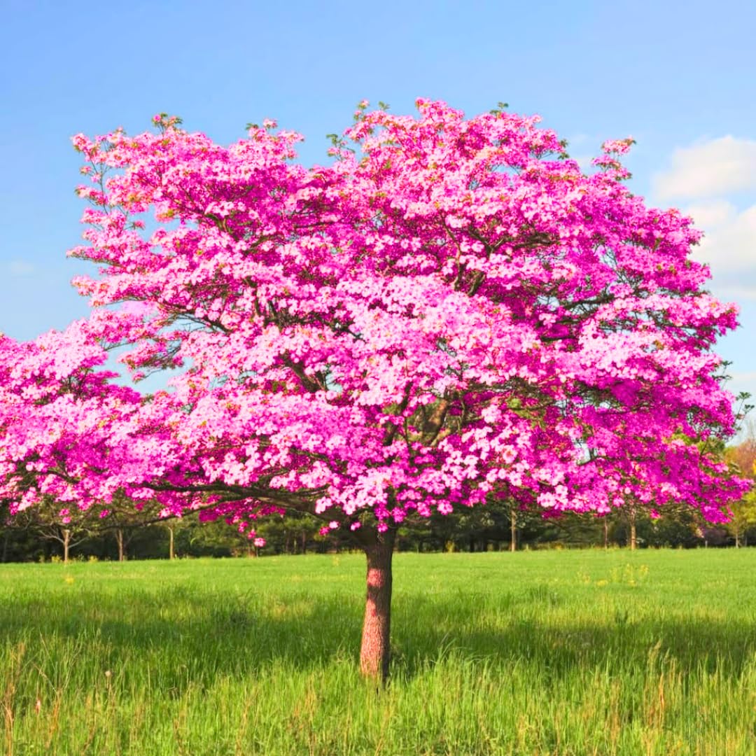Dormant Dogwood Tree Live Plant, 9 Months Old 6-12 Inch Tall in Quart Pot, Dogwood Tree Potted, Perennial, Well Rooted Plants, Cold Hardy (Pink)