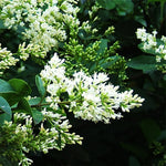 Combo 20 North Privet Hedge Trees, 1-1.5 Feet Tall Ligustrum Live Plants Shrubs, Dormant and Bare Roots, Privacy Hedges