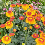 Chrysanthemum Flower Plant, Red Orange Mums Plant Live, 5 to 7 Inc Tall Chrysanthemum Plants Live for Gardening Outdoor Indoor Mum Live Plant