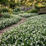 2 Asiatic Jasmine Live Plants, Fragrant Flowering Shrubs, 4-6" Tall