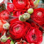 25 Ranunculus Bulbs for Spring Planting, Perennial Flowers Bulbs for Gardens, Vibrant Peony Buttercup Corms for Outdoor Borders (Red Ranunculus)
