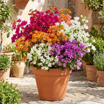Set 2 Mixed Bougainvillea Live Plants 4-7 Inches Tall, Vibrant Bumgainvillea Flowering Vines for Garden, Patio Containers and Indoor Growing