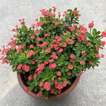 Potted Red Crown of Thorns Plant Euphorbia Milii Tree 6-12 Inc Tall, Cold Hardy Crowns of Christ Houseplant Succulents, Year-Round Flower Blooms