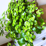 2 Green Swedish Ivy Plants Live for Planting Indoor Outdoor 4-8 Inch Tall, Plectranthus Swedish Ivy Mint Herbs Starter Plants
