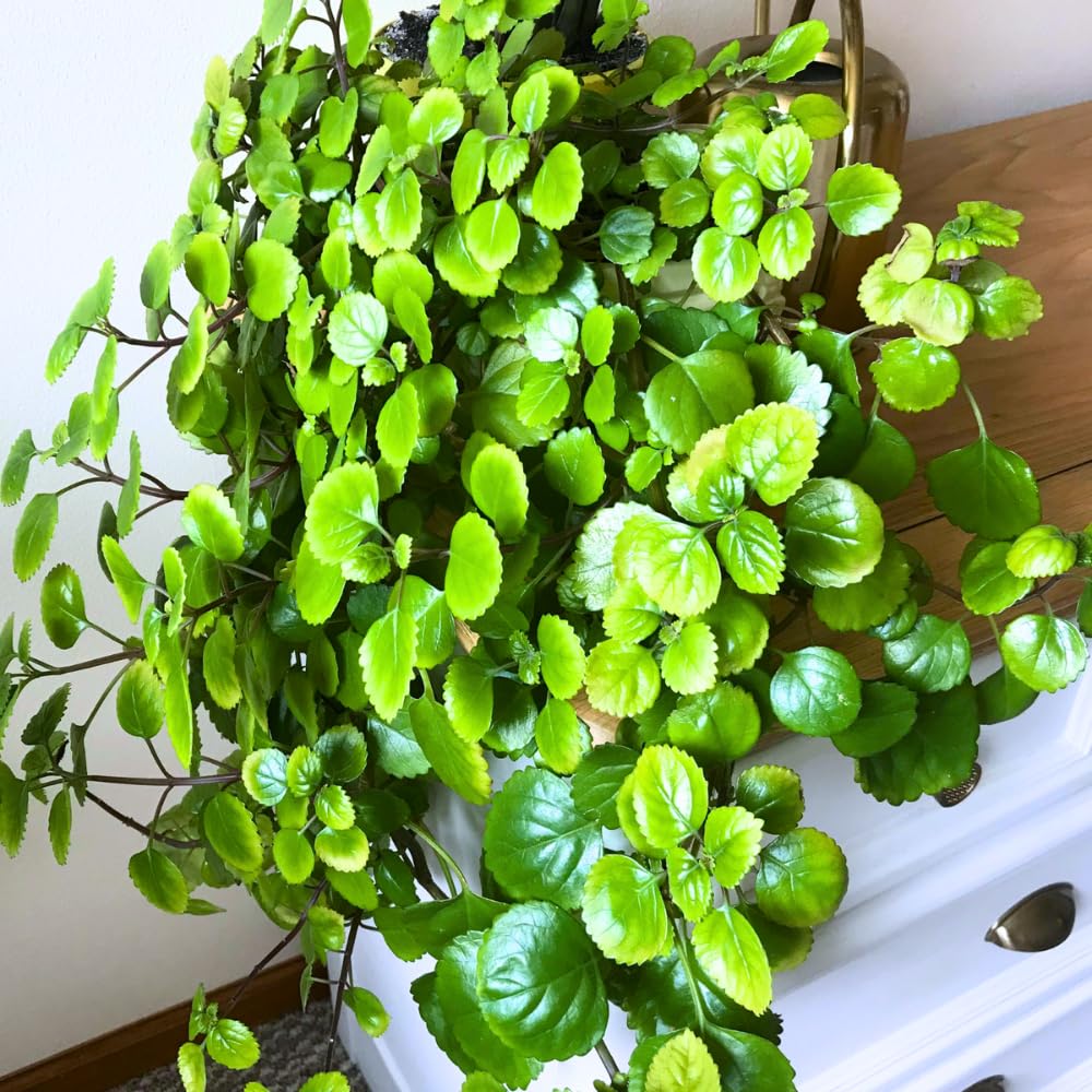 2 Green Swedish Ivy Plants Live for Planting Indoor Outdoor 4-8 Inch Tall, Plectranthus Swedish Ivy Mint Herbs Starter Plants