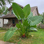 Jack Giant Colocasia Live Plant, 5 to 8" in Tall, Taro Elephant Ear Alocasia Esculenta Live Plant for Planting, Live Colocasia Houseplant