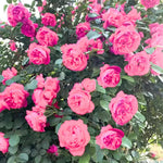 Pink Climbing Rose Live Plant, 6 Months Old Starter, Fragrant Purple Climbing Roses for Planting Outdoor, No Pot