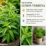 Lemon Verbena Plant, Lemon Verbena Live Plant, 2-5 Inc Tall, Fragrant Culinary and Tea Herb for Garden and Patio
