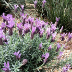 2 Lavender Plants Live Indoor, Lavandula Trees Live Plants for Planting, Fragrant Flowers Perennial, 4-6" Height Plugs (French Lavender Plants)