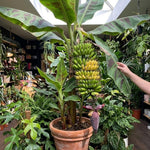 Tropical Banana Tree Live Plant, Edible Fruit, 4-6" Tall