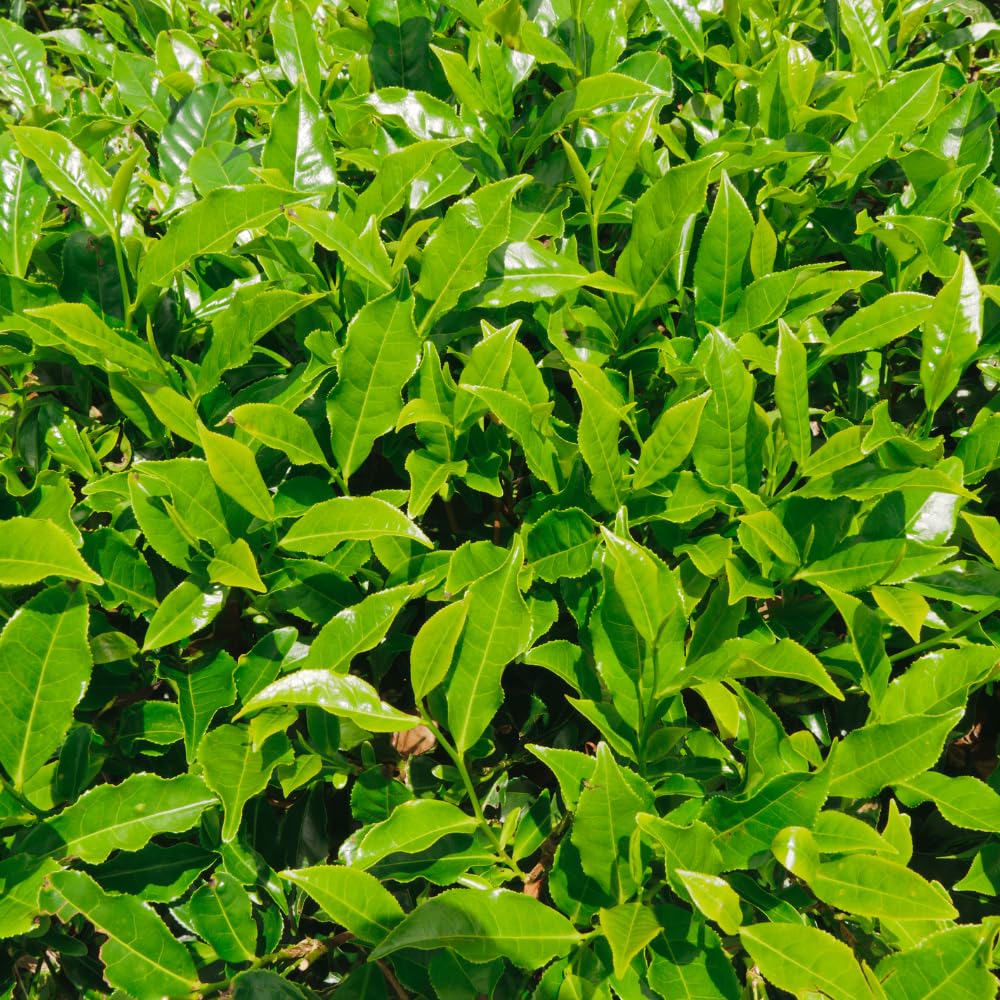 Camellia Plants Live, Camellia Sinensis Tea Live Plant, Green Foliage Bush, 9-12 Inches Tall for Indoor Outdoor Gardening