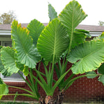 Jack Giant Colocasia Live Plant, 5 to 8" in Tall, Taro Elephant Ear Alocasia Esculenta Live Plant for Planting, Live Colocasia Houseplant