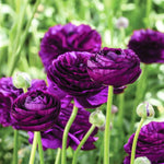25 Ranunculus Bulbs for Spring Planting, Perennial Flowers Bulbs for Gardens, Vibrant Peony Buttercup Corms for Outdoor Borders (Purple Ranunculus)