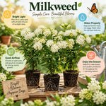 3 Light White Milkweed Plant Live, Asclepias Tuberosa Butterfly Bush, 4-8"