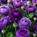 25 Ranunculus Bulbs for Spring Planting, Perennial Flowers Bulbs for Gardens, Vibrant Peony Buttercup Corms for Outdoor Borders (Purple Ranunculus)