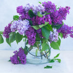Set 2 Purple Lilac Syringa Plants, Lilac Bushes Live Plant for Planting, 5-10 Inches, Fragrant Lilacs Tree for Garden and Landscape