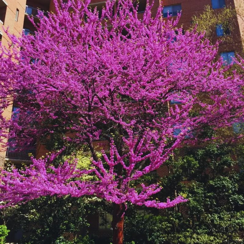 Eastern Redbud Tree Live Plant, 7" to 12" Tall, Red Bud Tree Plants Live, Purple Lavender Blooms Color, Zones 4 to 9, Cold Hardy, Dormant