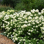 Light Green Hydrangea Bushes Live Plant in 2.5'' Pot, Well Rooted Vibrant Hydrangea Tree Shrub 4-7 Inches for Planting