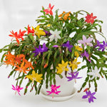 True Thanksgiving Cactus Plant Live in 4" Pot, Ready to Bloom, Holiday Christmas Cactus Plants Live, Random Blooms