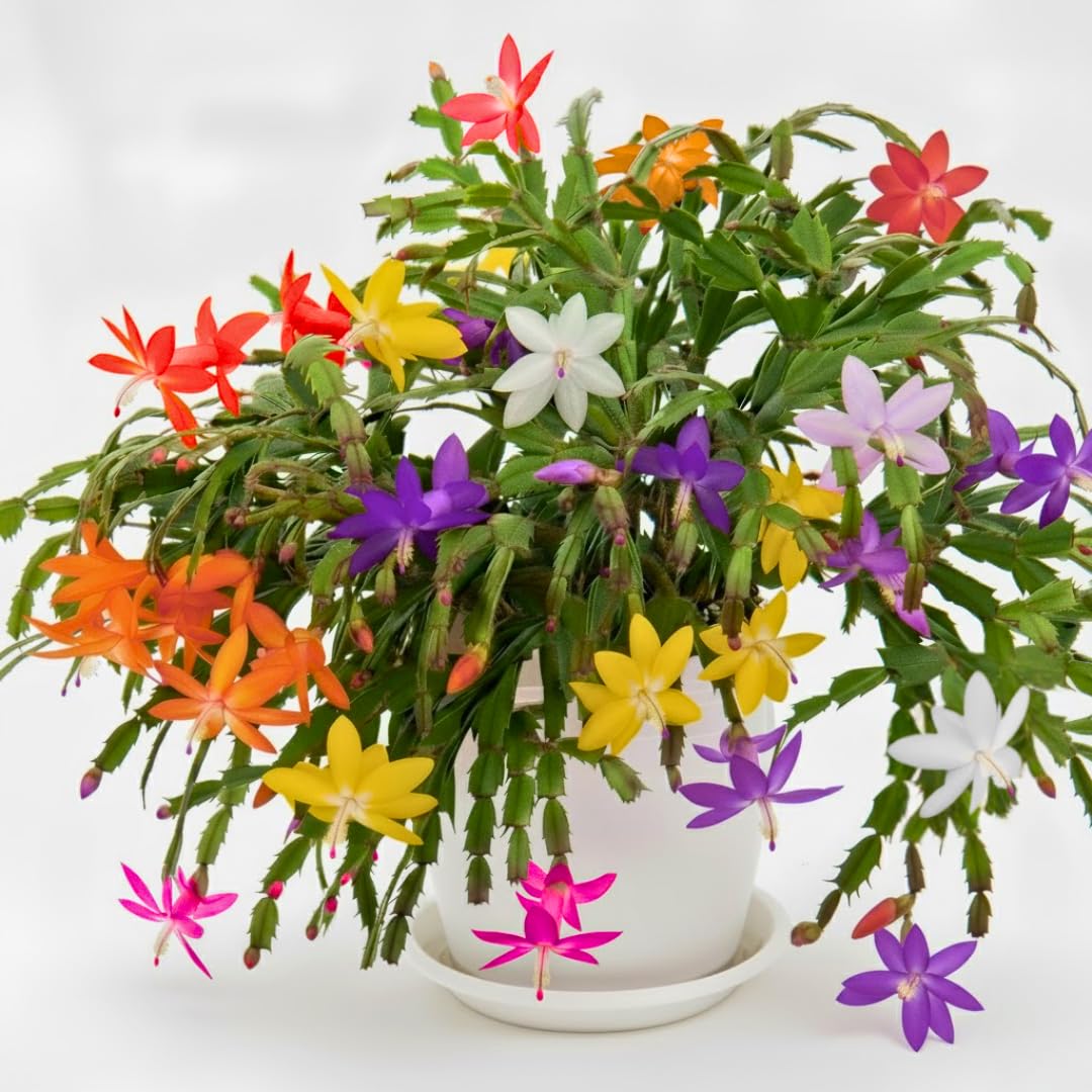 2 Random Christmas Cactus Plants Live, False Thanksgiving Cactus Plants Like, Cold Hardy, 5-9" in Tall, No Pot