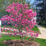 Ann Magnolia Tree Live Plant in 2.5 Inches in Pot, Starter Plant, Fragrant Perennial Ornamental Plants Shrub for Outdoor Garden