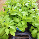 2 Stevia Live Plants, Stevia Plant Live, Herb Plant Indoor, Stevia Starter Plants