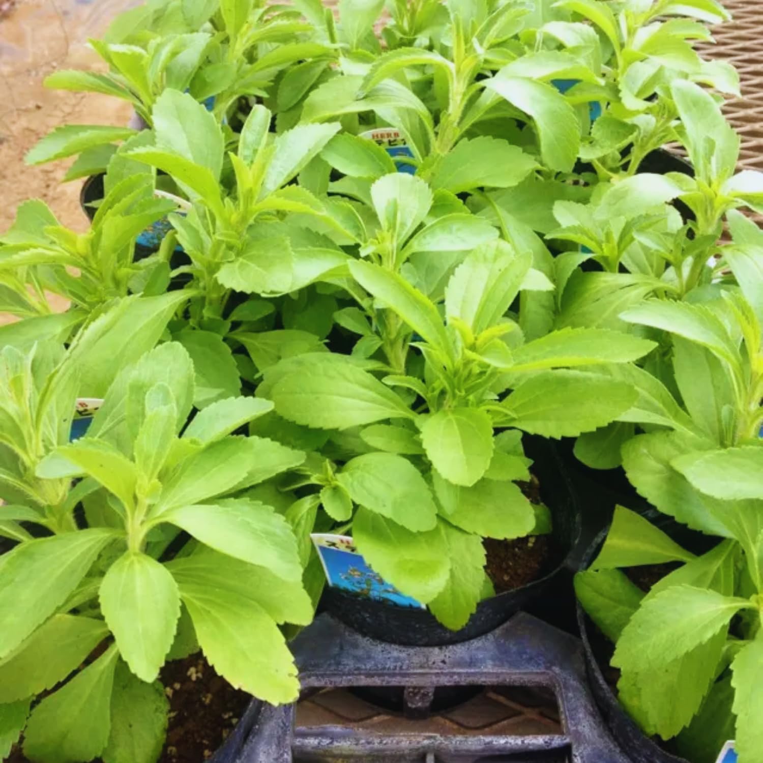 2 Stevia Live Plants, Stevia Plant Live for Planting Indoor Outdoor, Herb Plant Live Well Rooted Indoor Outdoor