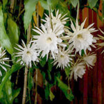 Night Blooming Epiphyllum Oxypetalum Plant Live, 4 to 6 Inc Tall, Succulents Plant Live