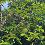 Soursop Plant Live, Guanabana Tree Live Plants, 5 to 8 Inc Tall, Soursop Tree Live Plant, Gardening Outdoor