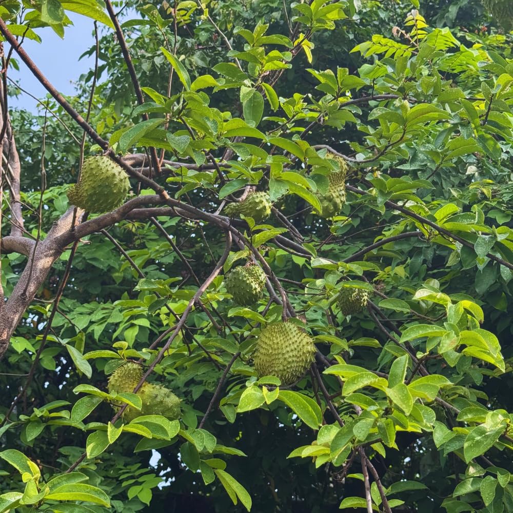 Soursop Plant Live, Guanabana Tree Live Plants, 5 to 8 Inc Tall, Soursop Tree Live Plant, Gardening Outdoor