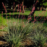 Red Yucca Plant, Hardy Yucca Live Plants in 4" Pot, 4-8 Inches Tall Plant for Growing Outdoor Garden