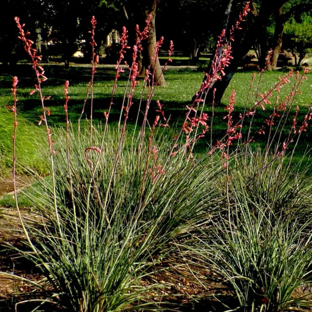 Red Yucca Plant, Hardy Yucca Live Plants in 4" Pot, 4-8 Inches Tall Plant for Growing Outdoor Garden