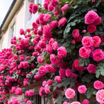 Rose Plant Live for Planting, Bareroot 6-10 Inch Tall, Climbing Vine Bush Shrub for Flowering (Cant Pink Rose)