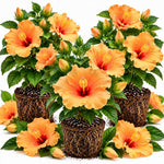 3 Hardy Hibiscus Live Plants, Flowering Shrub, Golden Orange Blooms, 4-7"