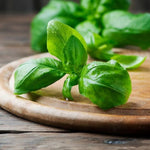 Set 2 Basil Live Plants, 4 to 5 Inc Long, Live Basil Plant, Herb Plants Live Outside Inside