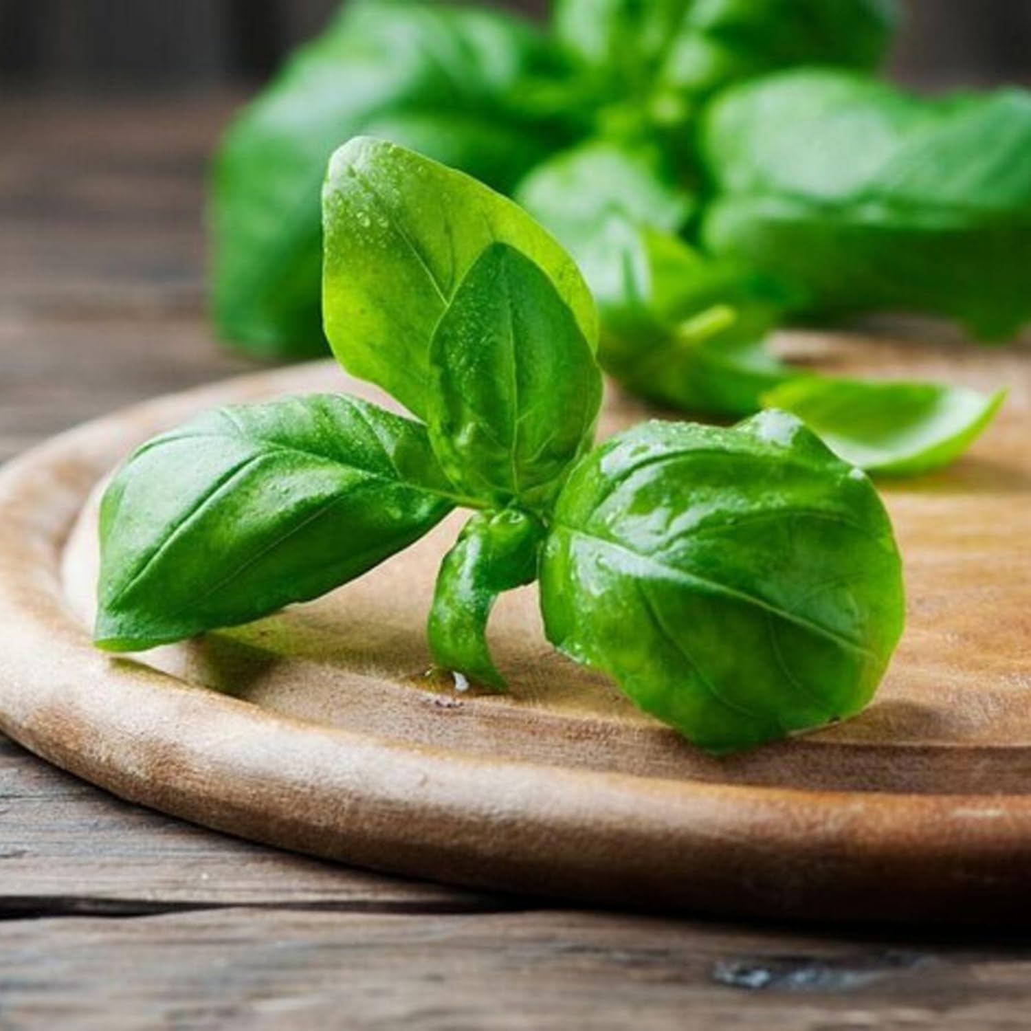 Set 2 Basil Live Plants, 4 to 5 Inc Long, Live Basil Plant, Herb Plants Live Outside Inside