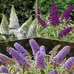AVERAR 3 Buddleia Butterfly Bush Live Plant Ready to Plant Outdoor, Random Blooms, Starter 5 to 9 Inches Tall, Cold Hardy and Fragrant, Zones 5-9