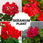 4 Geranium Plants Live from 5 Inc to 8 Inc Tall, Red Flower Plant