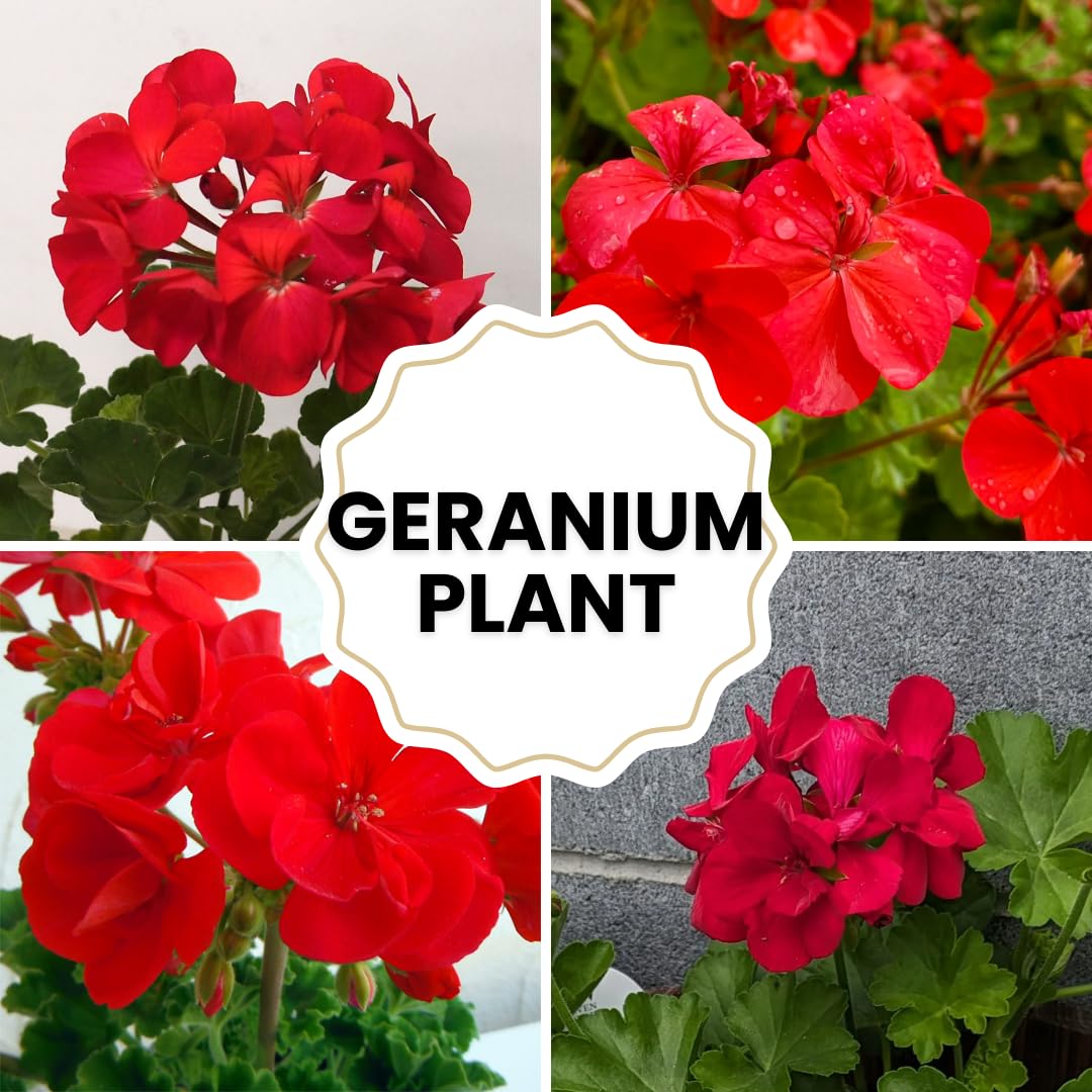 4 Geranium Plants Live from 5 Inc to 8 Inc Tall, Red Flower Plant
