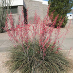 Red Yucca Live Plant, Yucca Succulent Plant Potted 4 to 8 Inch Tall, Live Outdoor Garden Plants in 4" Pot