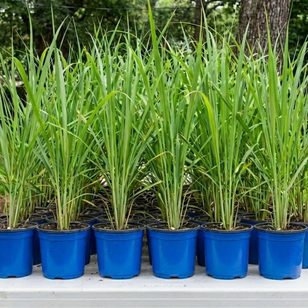 Set 4 Lemongrass Plants, 10 Inc Tall Lemon Grass Live Plants in Pot, Live Lemon Grass, Lemon Grass Plants, Live Lemongrass Plant for Indoor Outdoor Planting