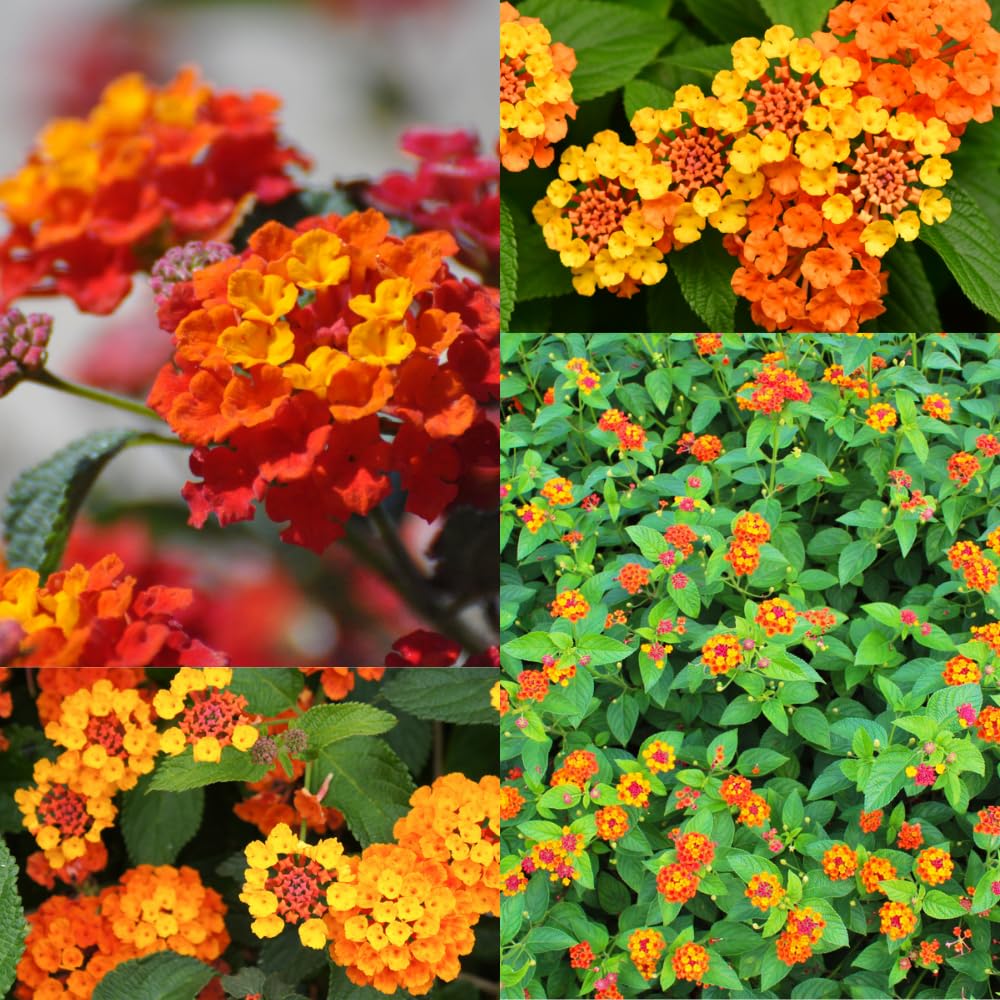 Pack 2 Lantana Live Plants for Planting, Hardy Perennial Lantana Bushes Well Rooted 4-7 Inches, Assorted Blooms (Orange Flowers)