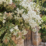 Set Vanilla Ice 2 Bougainvillea Live Plants 4-7 Inches Tall, Vibrant Bumgainvillea Flowering Vines for Garden, Patio Containers and Indoor Growing