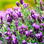 4 Lavender Plants Live Flower Indoor Outdoor, Lavandula Perennial Plants, Well Rooted 4-8" Tall, No Pot (Spanish Lavender)