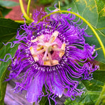 Live Maypop Passion Flower Plant, 4-8" Tall, Purple Passion Flower Vine Plant for Outdoor Gardens, No Pot