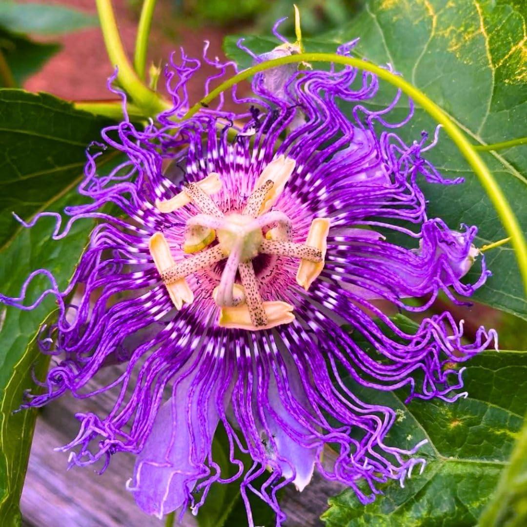 Live Maypop Passion Flower Plant, 4-8" Tall, Purple Passion Flower Vine Plant for Outdoor Gardens, No Pot