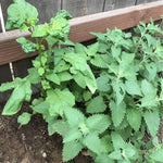 2 Catnip Mint Live Plants, Catnip Plant, Well Rooted Herb Starters 3-6 Inches Tall for Outdoor Garden Growing